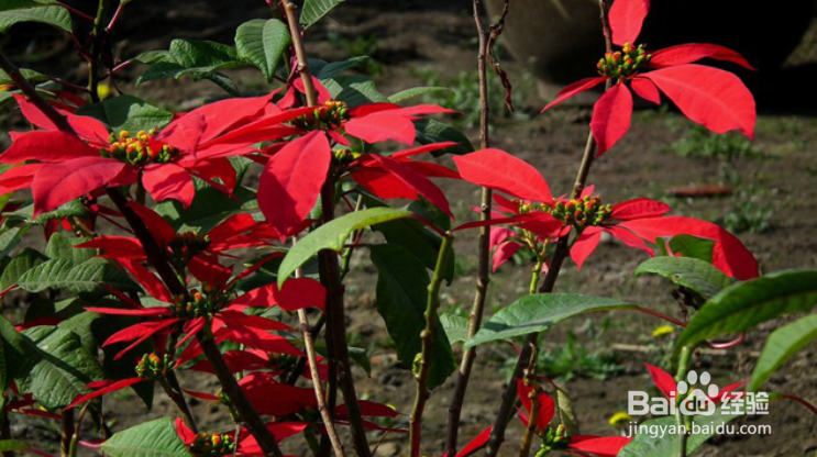 一品红怎么繁殖,方法是什么