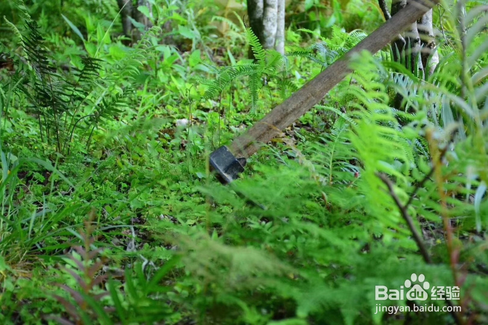 承宋单丛名贵古茶树如何人工护理