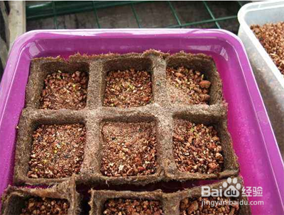 勋章菊种子的种植方法