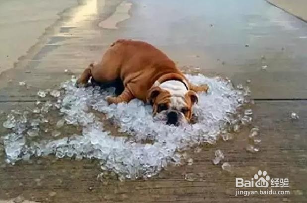 <b>如何确保你的狗在夏天足够凉爽</b>