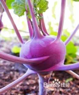 留学生如何用美国蔬菜做出中国味道