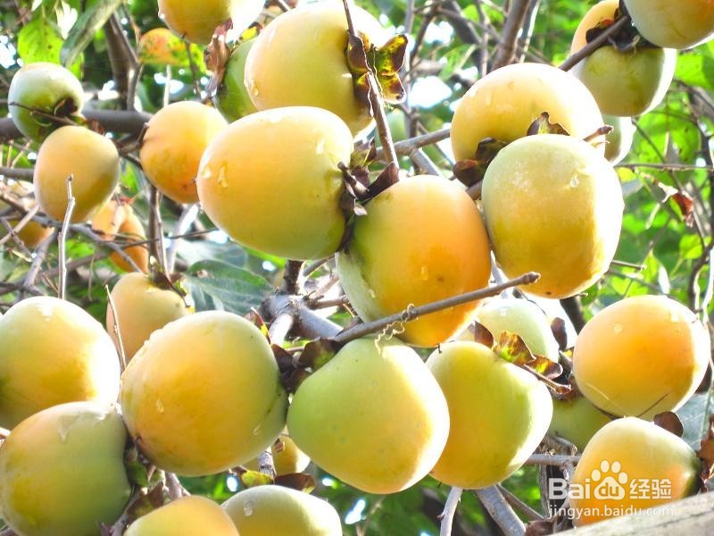 吃柿子时这些你都注意了？