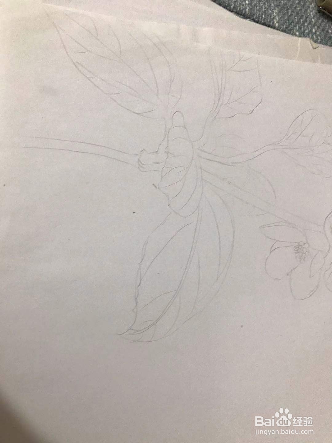 画五味子的花朵和枝叶