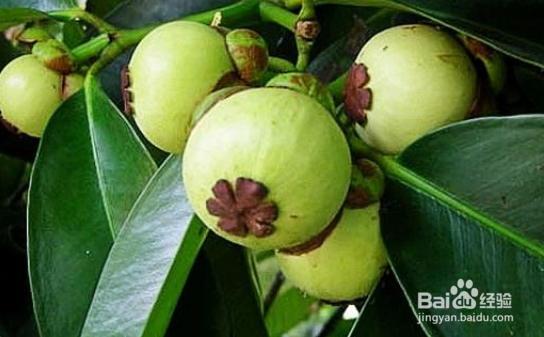 怎么区分真假山竹苗