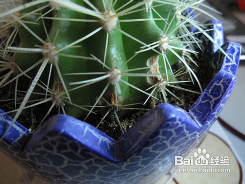 仙人球烂了怎么办