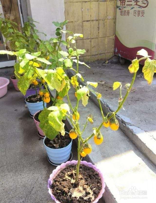 种1盆“观赏菜”，好看又好吃！