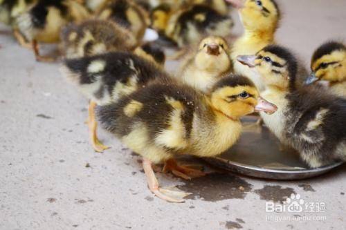 小鸭子怎么喂养吃什么