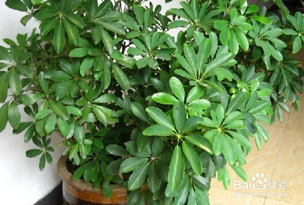 鸭掌木怎么修剪