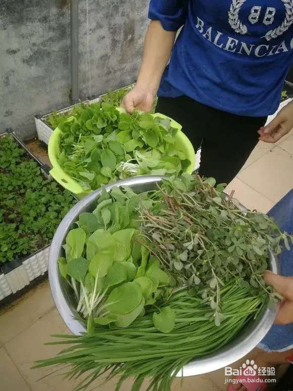 “长寿菜”别出门挖了，阳台种一点，够吃大半年