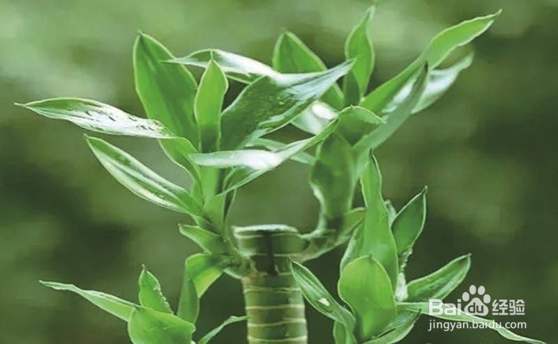 那些花卉对宠物有毒、怎么处理?(一)