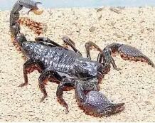 蝎子死亡起因及其预防