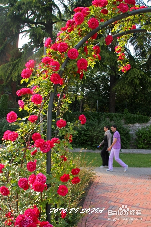 [转载]攀上梦的边缘开放