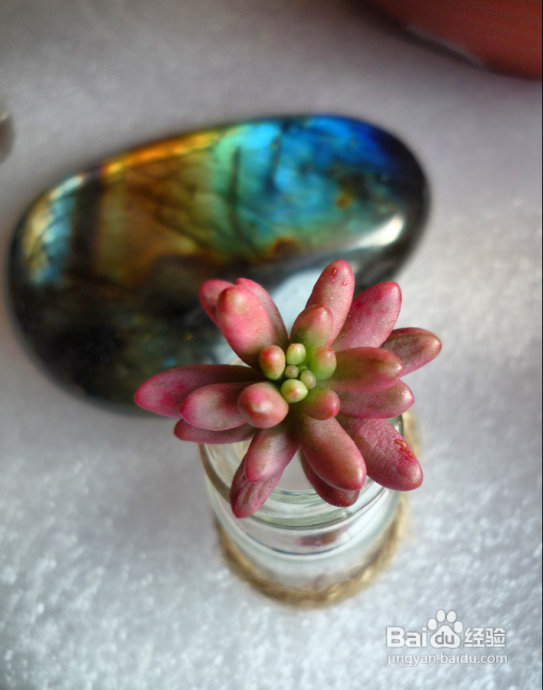 冬天来了，阳台变大棚。