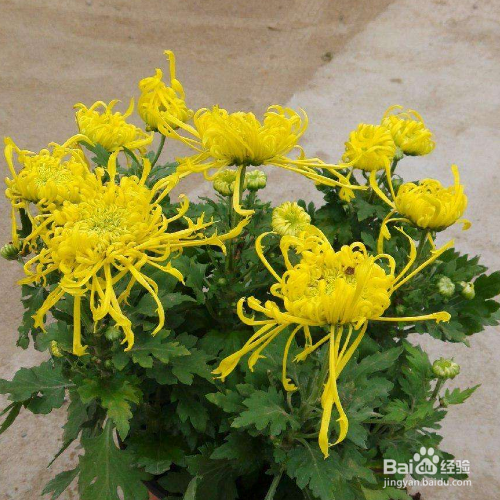 盆栽菊花的养殖方法和注意事项有哪些