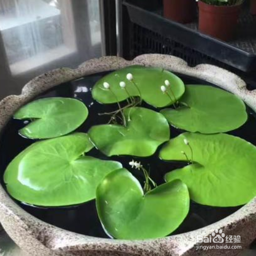 水培一叶莲怎么养才开花
