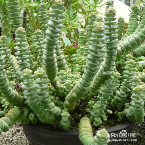 钱串怎么养才能肥厚一些