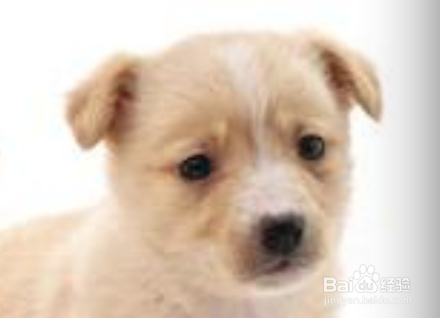 狗狗老乱咬家里东西怎么纠正