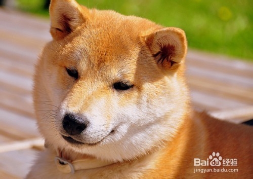 秋季饲养秋田犬的技巧