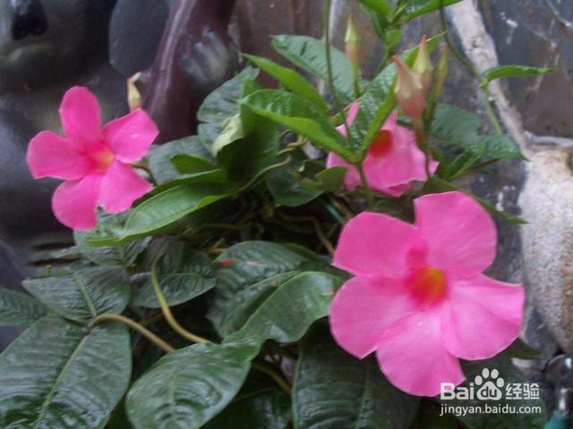 飘香藤掉叶子和发黄怎么办
