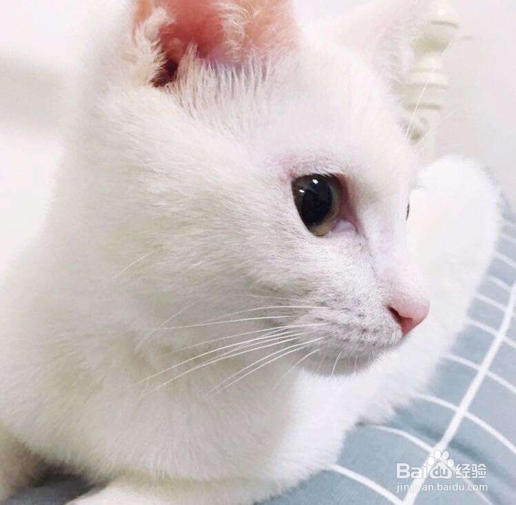 小猫打完疫苗拉稀严重怎么办