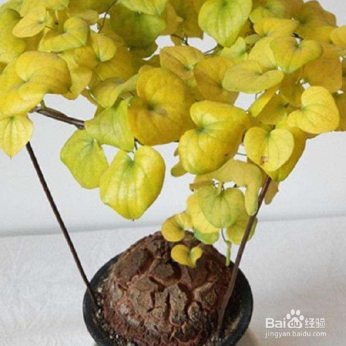 龟甲龙的养殖方法和注意事项