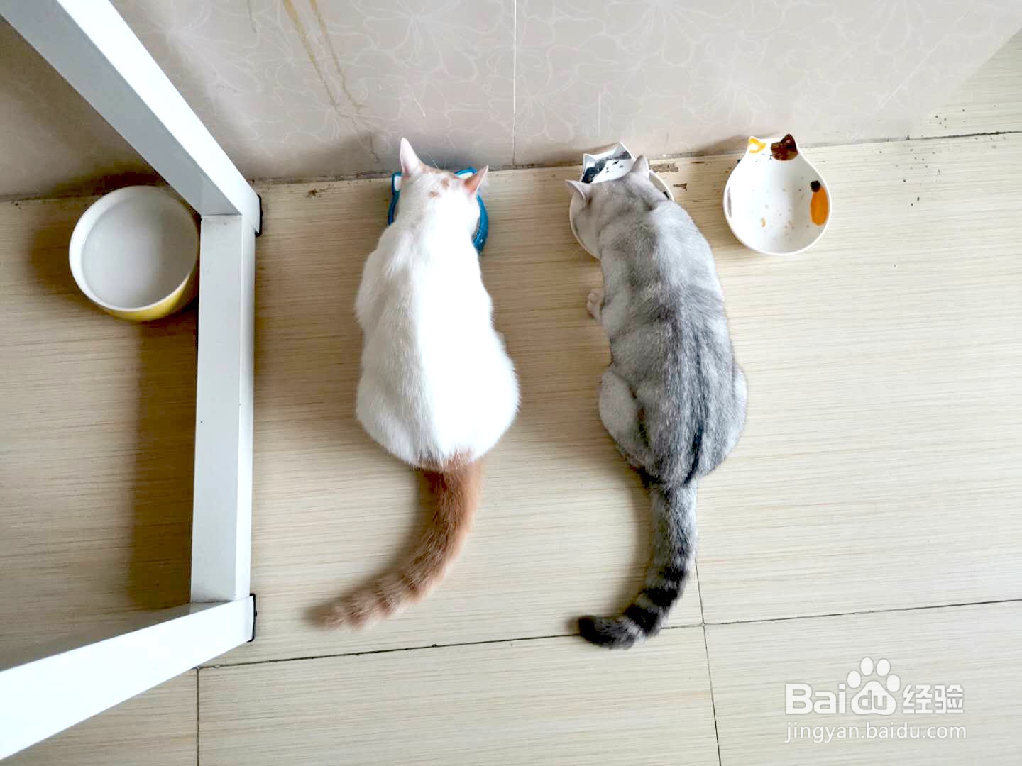 猫咪一天需要吃多少东西?