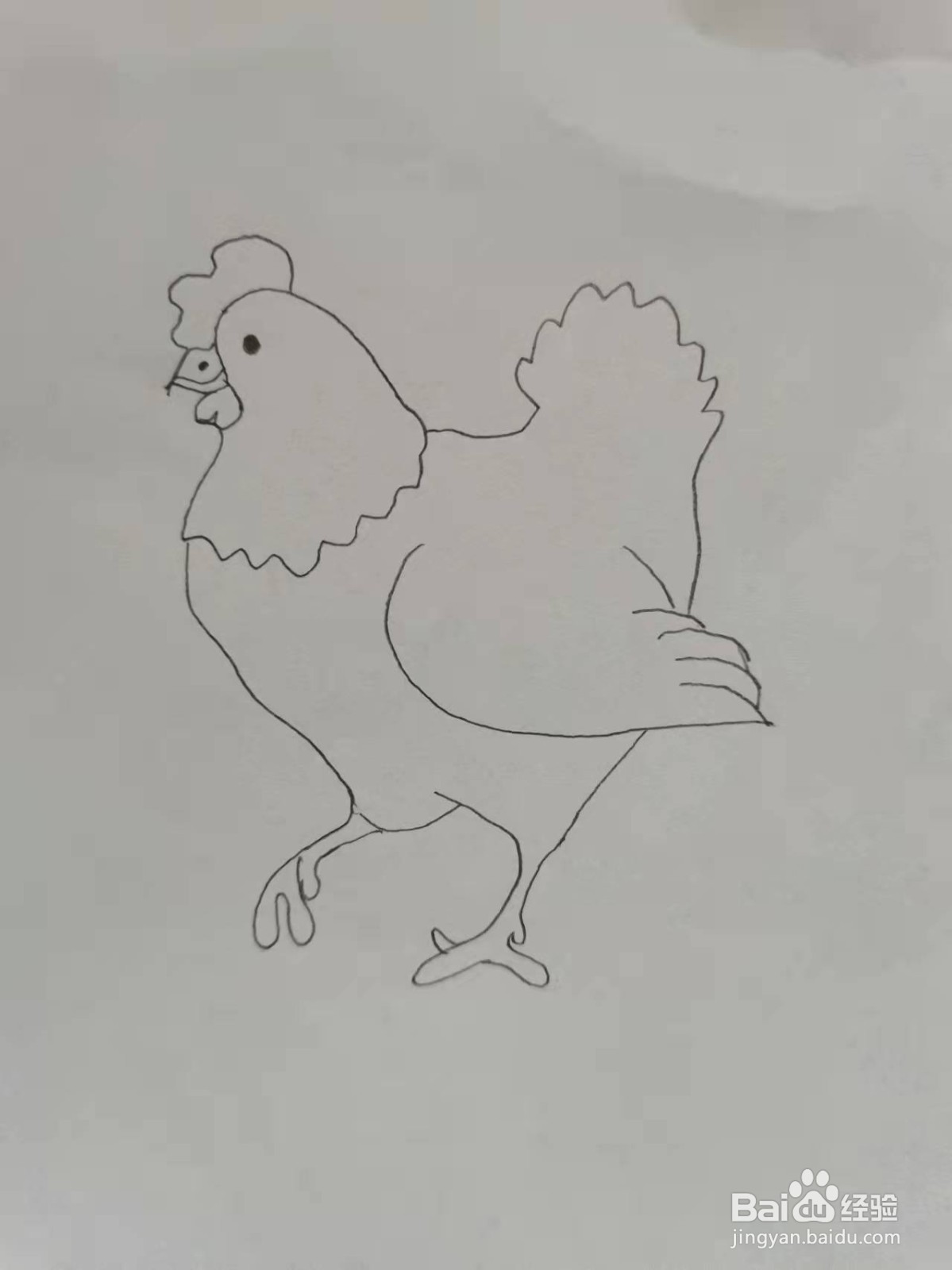 卡通大公鸡简笔画
