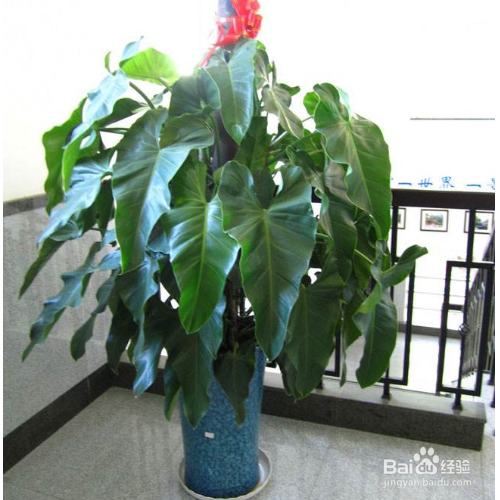 养殖绿宝石喜林芋有哪些需要我们知道的？