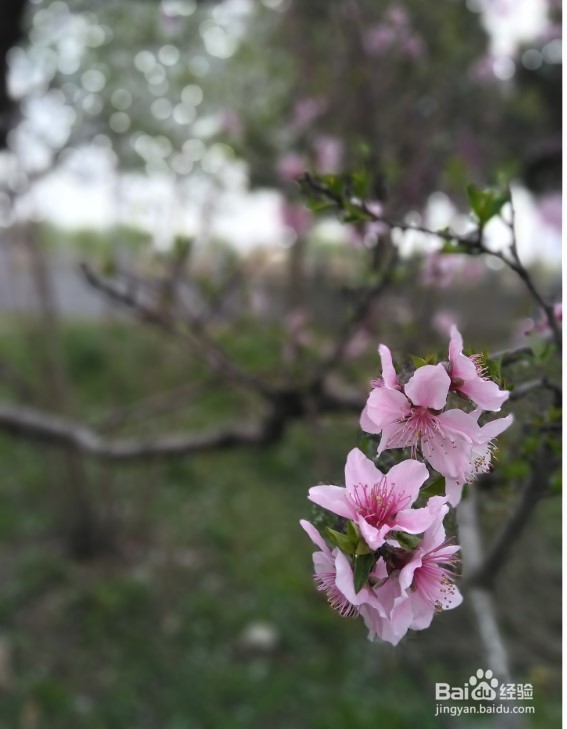 怎样设置光圈用手机拍摄背景虚化的效果