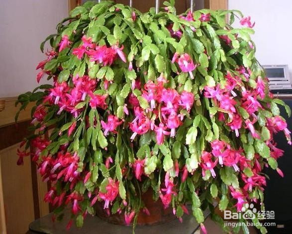 蟹爪兰夏天怎么养才开花