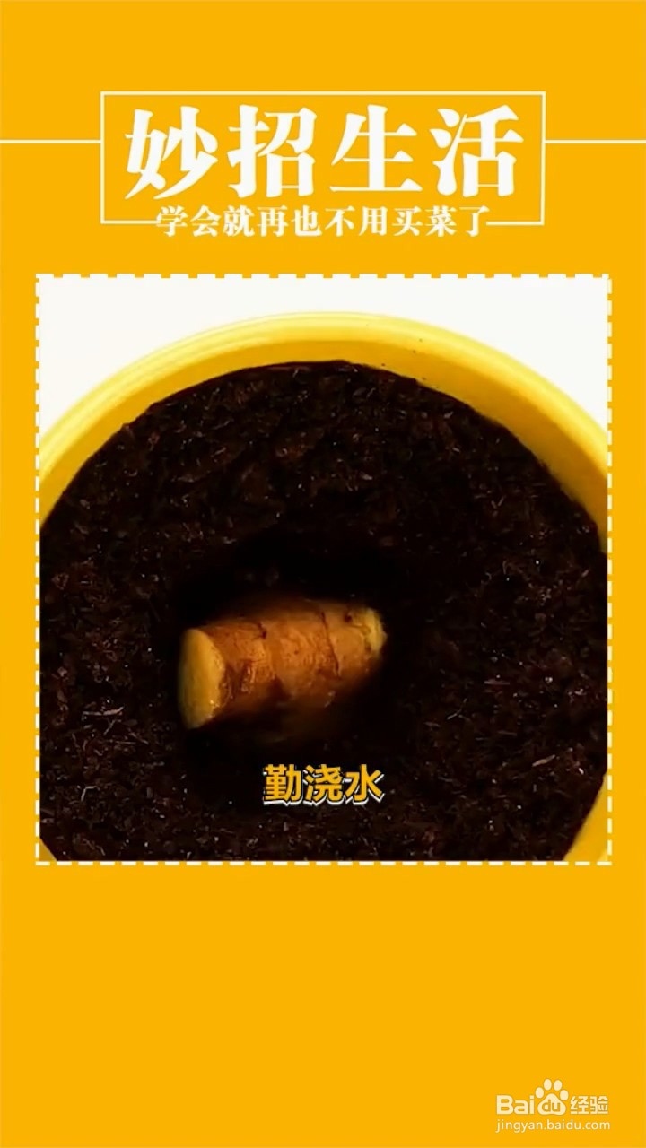种植蔬菜的小妙招