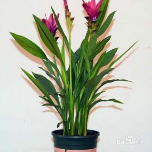 怎么养姜荷花