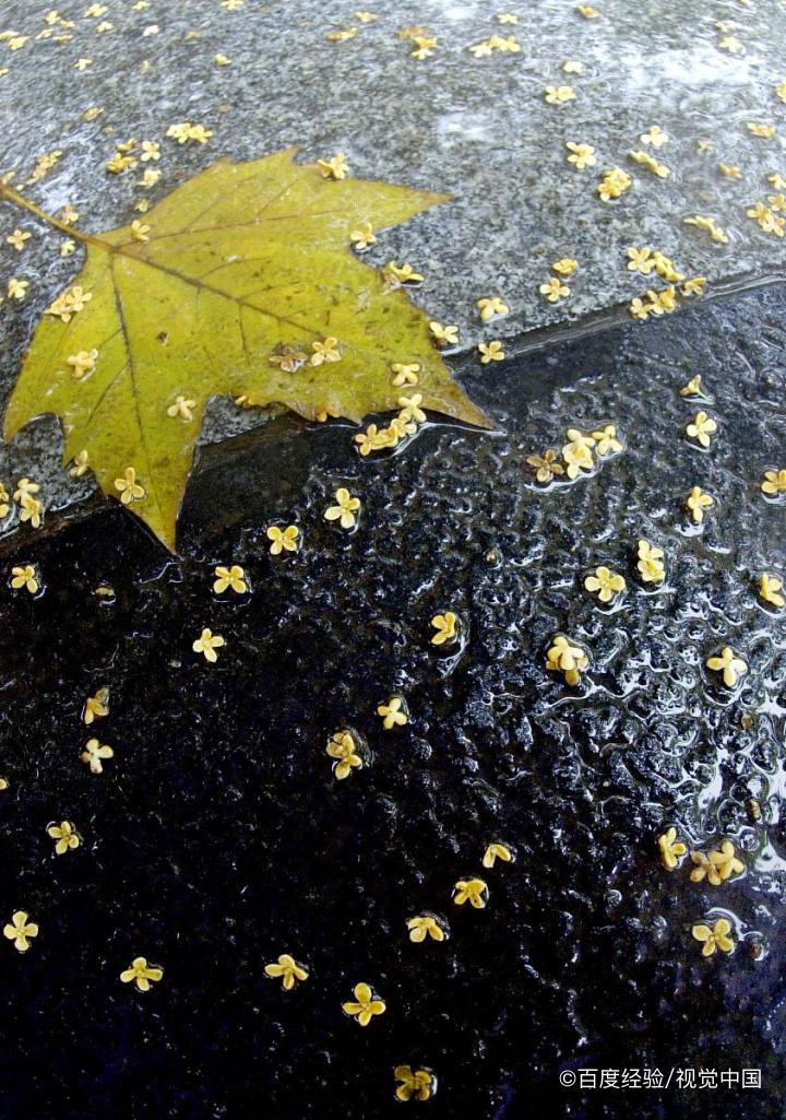 桂花泡水喝的好处