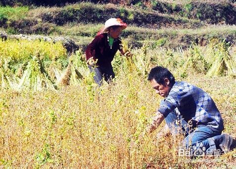 糖尿病如何降血糖,吃什么可以降血糖