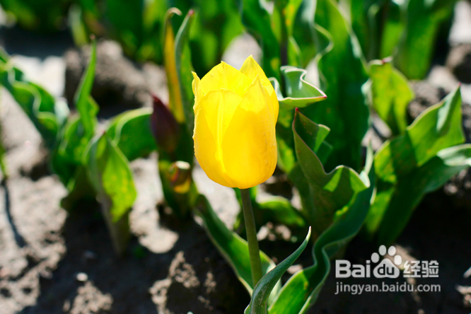 温哥华:郁金香画出了彩虹桥