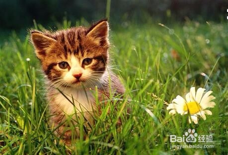 喜欢养猫怎么赚钱