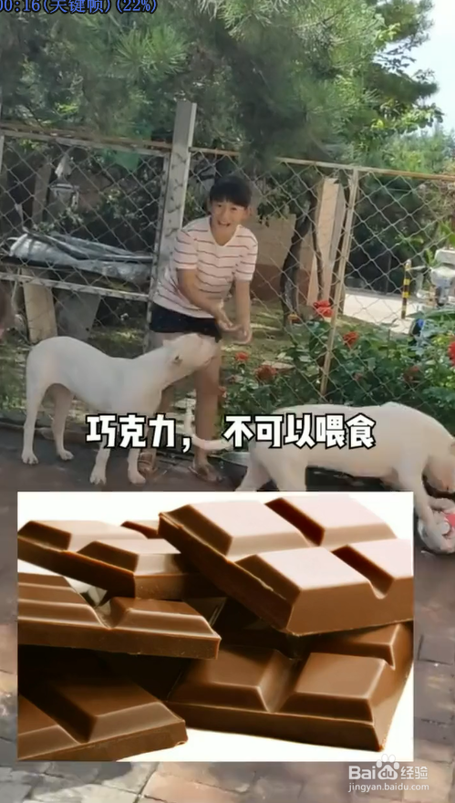 有哪些食物是狗狗不能吃的