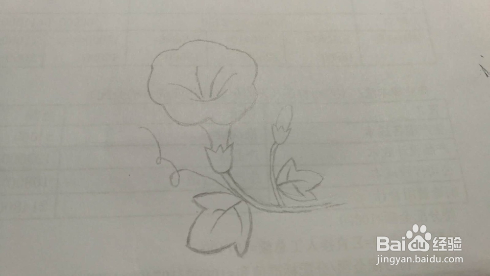 牵牛花——简笔画