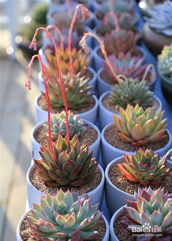 多肉植物浇水有什么要注意呢