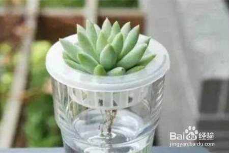 多肉怎么水培