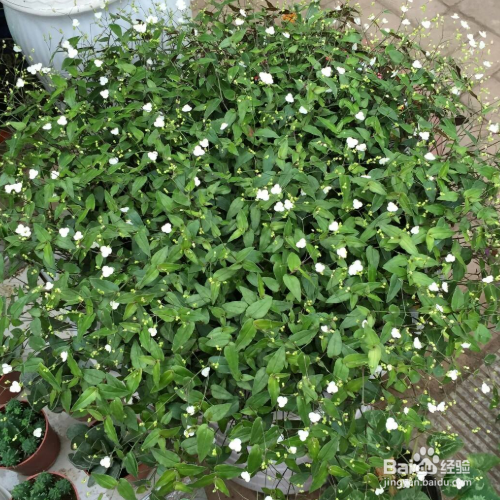 千叶吊兰叶子发黄掉落怎么办