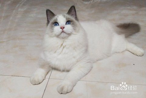 国产放心的三大安全猫粮品牌有哪些?亲测
