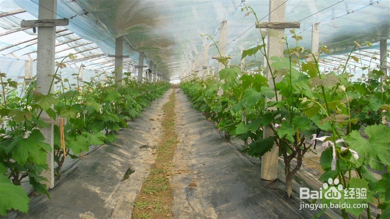 盆景制作所:葡萄