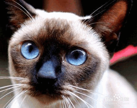 适合当家猫的猫咪
