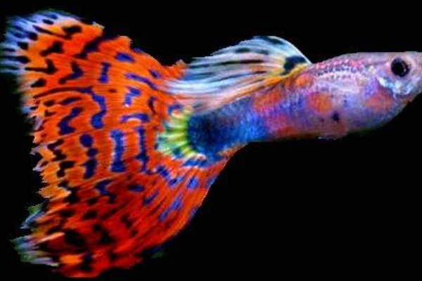 热带鱼金苔鼠能跟孔雀鱼混养吗