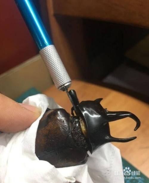 甲虫标本制作的方法 百度经验 甲虫标本制作的方法 百度经验