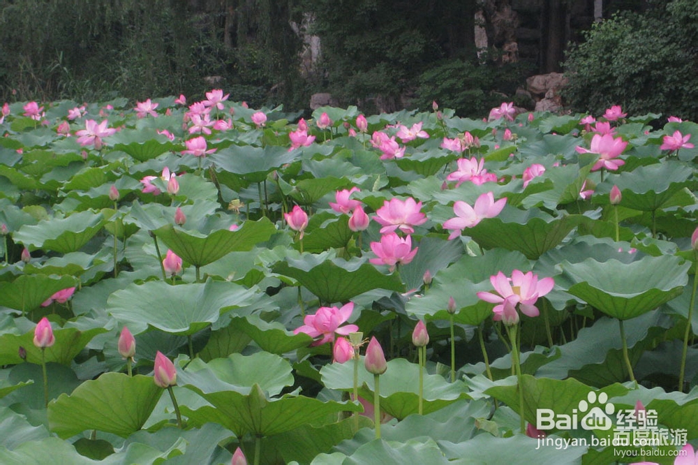 河北 保定 古莲花池