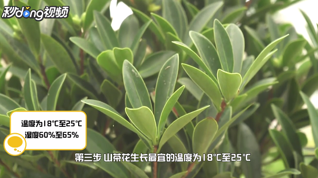 怎样养殖山茶花