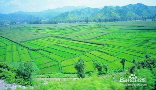 农村土地如何赚钱