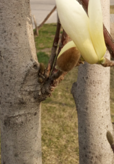 认识五颜六色高观赏价值的花卉及用途